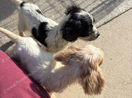 Cocker spaniel pups