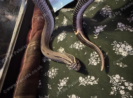 Adult male hognose