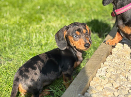 Miniature dachshund pups
