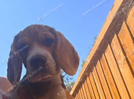 Beagle Puppies Ready for Love!!