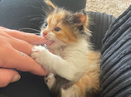 Beautiful kittens