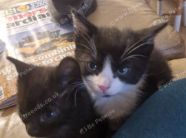 RARE Extra Friendly Sphynx Cross Kittens