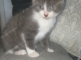 Adorable kitten