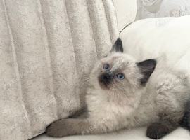 Maine Coon x Ragdoll Kittens