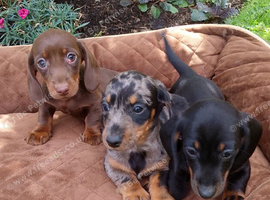 3 miniature dachshund puppies