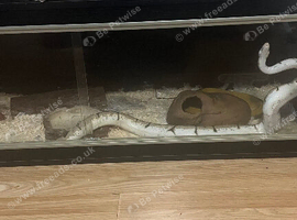 bumblebee ball python