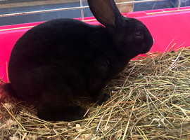 Rabbits ready to leave