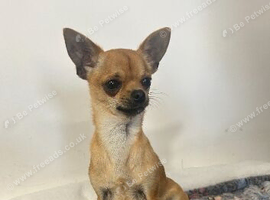 Pablo stunning tan chihuahua male