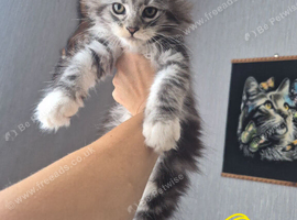 Beautiful Maine coon kitten girls