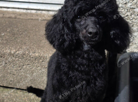 Kc toy poodle