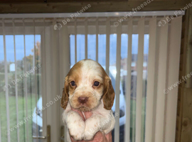 Sprocker