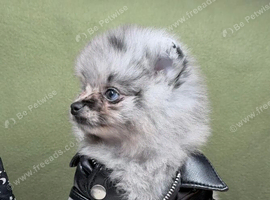 BEAUTIFUL TEDDY FACE POMERANIAN PUPPIES KC