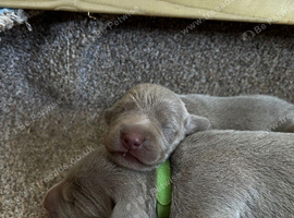 Long & Short Haired Weimaraner KC Reg