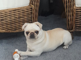 Female Pug