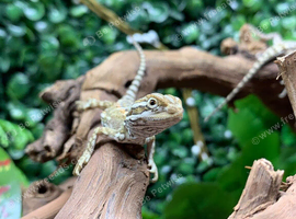 Rankins Dragons at Birmingham Reptiles