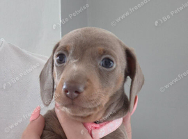 Miniature Dachshund puppies