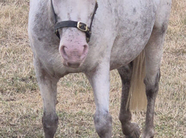 8 year old mare apoloosa