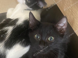 One Boy and One Girl Kitten