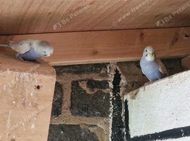 Budgies for sale in Bradford