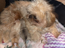Boy imperial Shih Tzu