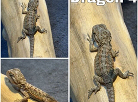STUNNING BEARDIES