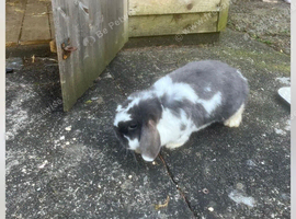 2 rabbits