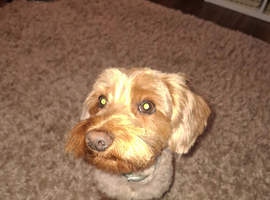 Lovely little chappy