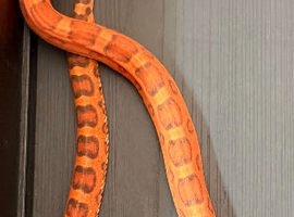 Scaleless FEMALE corn snake