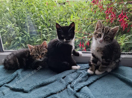 Beautiful kittens