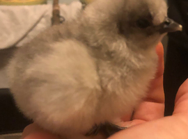 Bargain Silkie  chicks