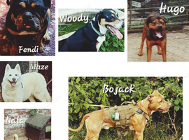 Rescue dogs searching for their furever homes