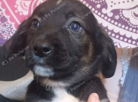 F1 beautiful sprocker puppies