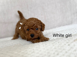 RED TOY COCKAPOO&rsquo;S