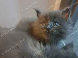 6 month old maine coon