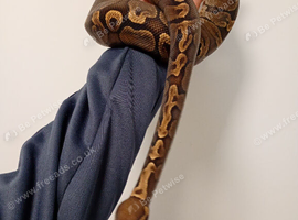 GHI royal python