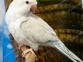Quaker albino