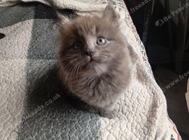 Male and female kittens
