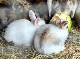 Mini Rex x lop baby rabbits