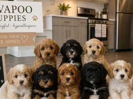 New litter of Cavapoo