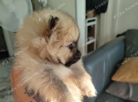 Last little girl KC registered Korean bloodlines