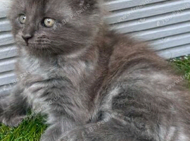 3 beautiful mainecoon polydactyl