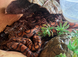 Brazilian rainbow boa babies