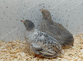 Button quail for sale
