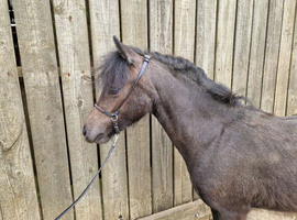 Yearling filly - Gucci