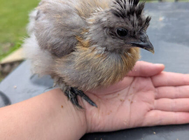 Chick looking for home
