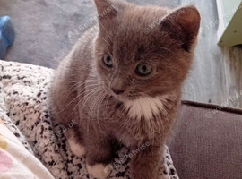 Kitten