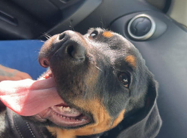 Rottie x puppy.