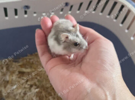 Russian dwarf hamster