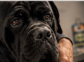 FURY-JET BLACK CANE CORSO STUD