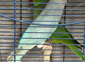 Proven pair of ring necks